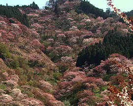 乡愁：浪漫樱花